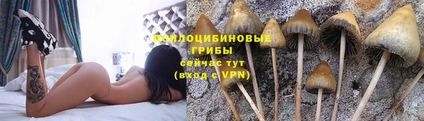 прущие грибы Богородск